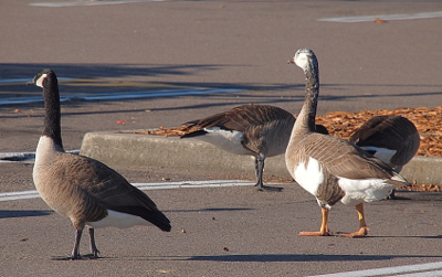 [The hybrid goose stands on the right with a normal Canada goose on the left. The hybrid has significantly more white feathers although the outline shapes of the birds match quite well. ]